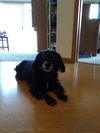 Fitzer -Adopted