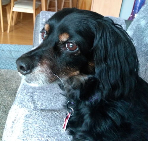 Fitzer -Adopted
