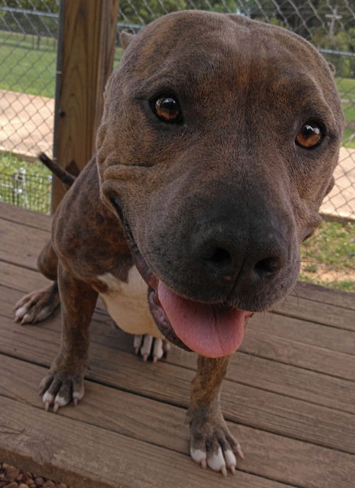 Vinnie Adopted