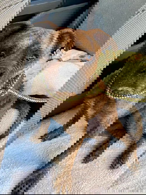 Zippy