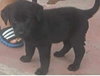 Empanada Puppy AH 7/18