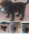Empanada Puppy AH 7/18