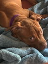 Banks Puppy AH 7/18