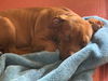 Banks Puppy AH 7/18