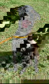 Zoopa