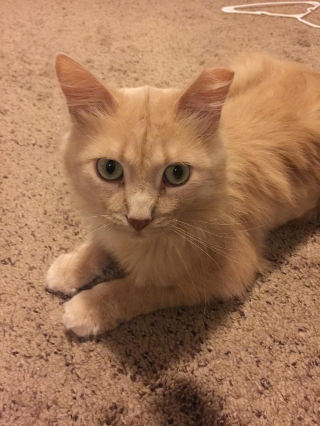adoptable Cat in Minneapolis, MN named Mack