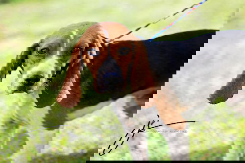 Elijah