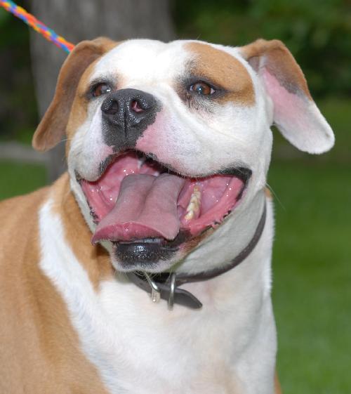 Otis