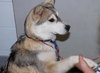 Klondike