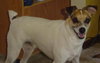 Spike