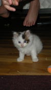 George