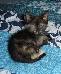Pip