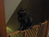 Pip