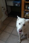 Sitka