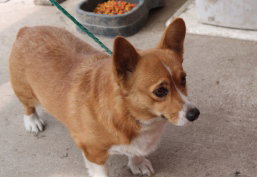 Starlett