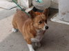 Starlett