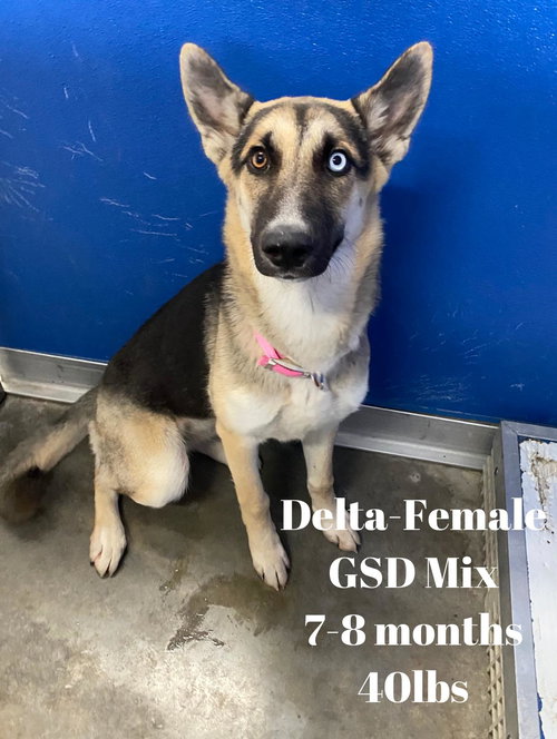 Delta Dawn