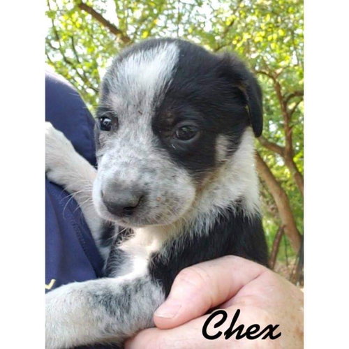 Chex