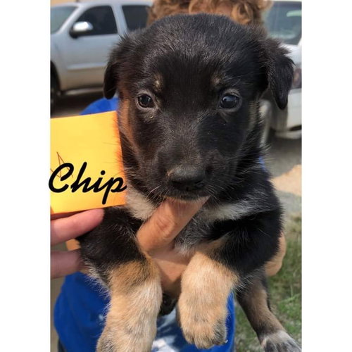 Chip
