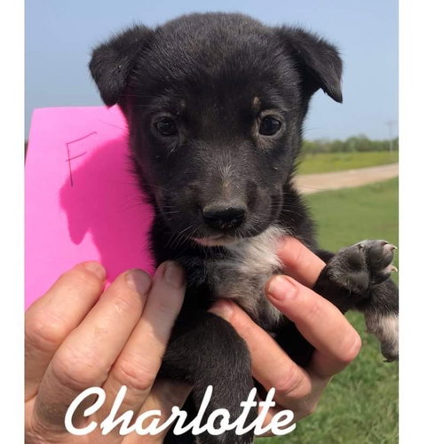 Charlotte