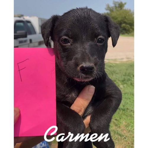 Carmen