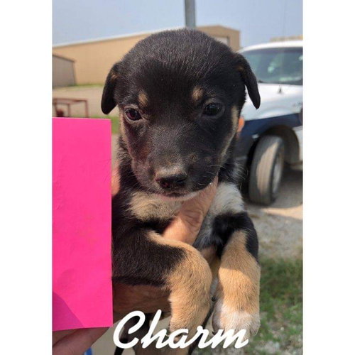 Charm