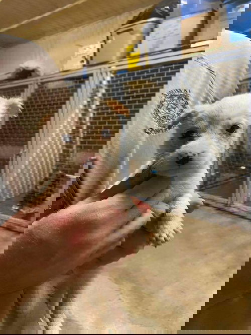 Gillian Puppy