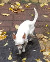 Zorbo