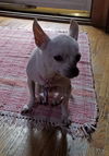 Zorbo