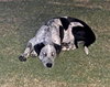 Speckles