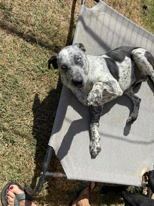 Speckles