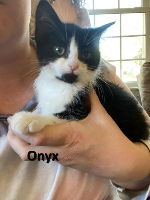 Onyx