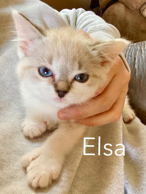 Elsa