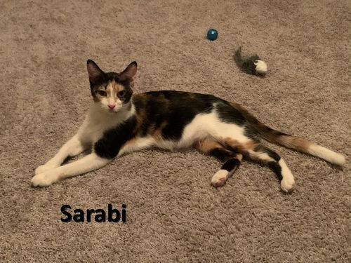 Sarabi