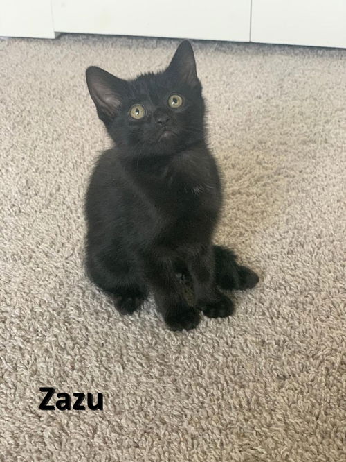 Zazu