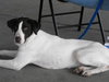 Amy