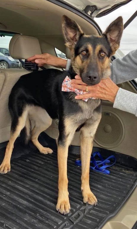Kai-Lee Pup