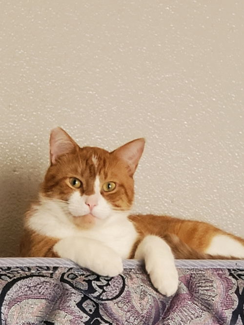 Franklyn