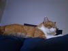 Franklyn