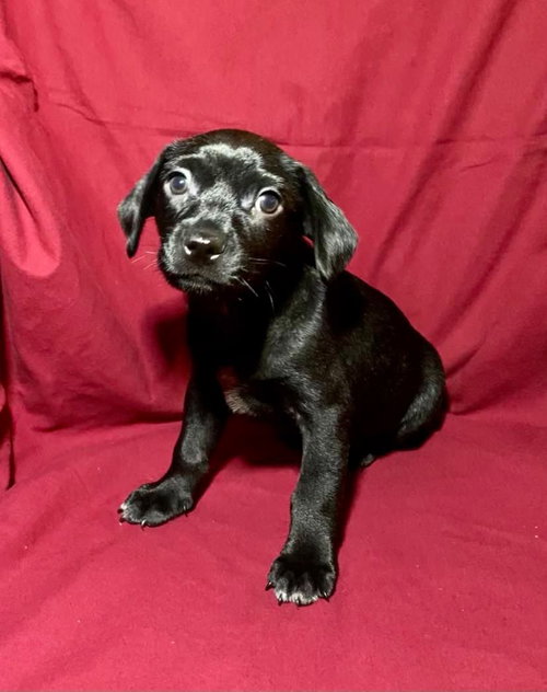 Draco