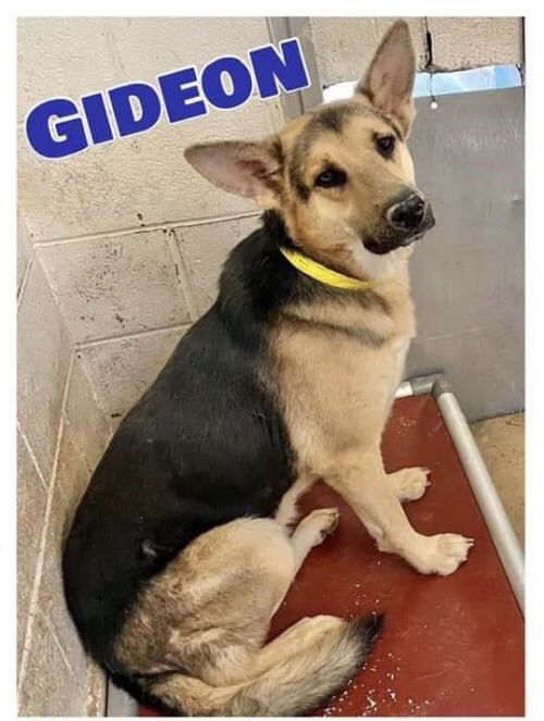 Gideon