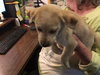 Beira Puppy