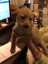 Aoifa Puppy