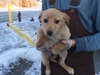 Aoifa Puppy