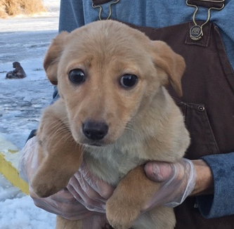 Aoifa Puppy