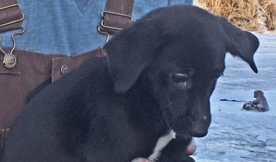 Boudica Puppy
