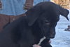 Boudica Puppy