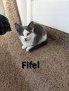 Fifel