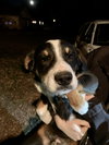 Alonso Puppy