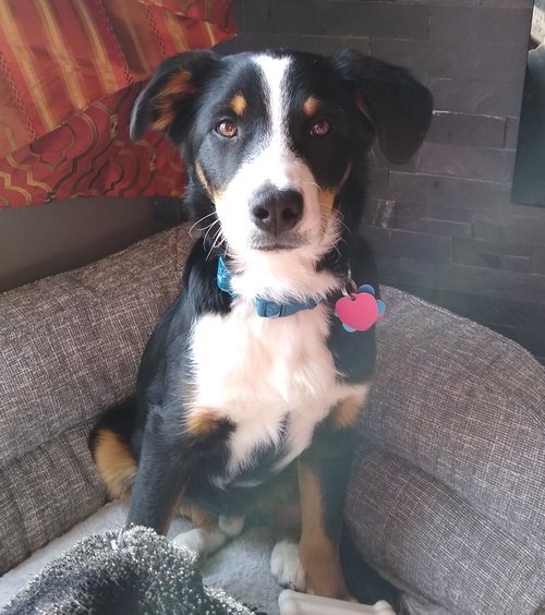 Alonso Puppy